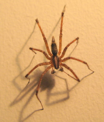 wall